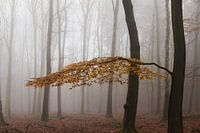 Buche in herbstlicher Tönung mit Nebel.