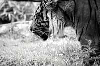 The thinking tiger
