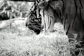 Der denkende Tiger von Carlijn van Gerrevink