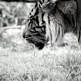 Der denkende Tiger von Carlijn van Gerrevink