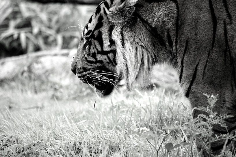 The thinking tiger by Carlijn van Gerrevink