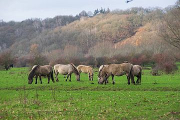 Konik-Pferde