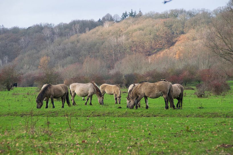 Konik horses by Joelle van Buren