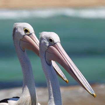 Spectacled Pelicans (Pelecanus conspicillatus) by Dirk Rüter