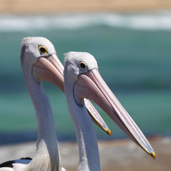 Spectacled Pelicans (Pelecanus conspicillatus) by Dirk Rüter