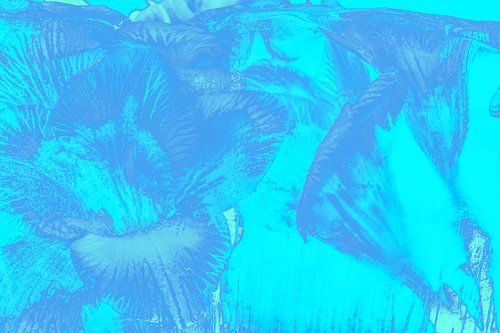 Freesias en bleu glacé