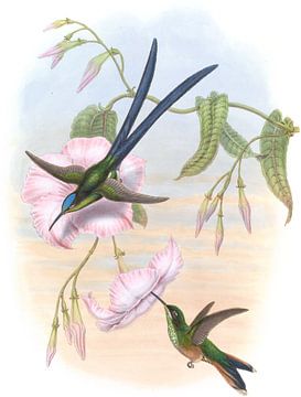 Geweldige vorkstaartige zoemende vogel, John Gould van Hummingbirds