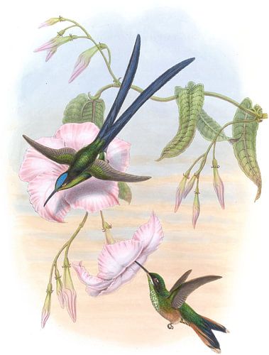 Großer Gabelschwanz-Kolibris, John Gould