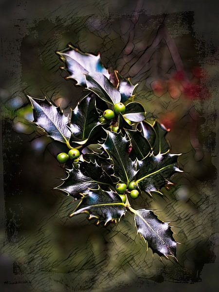 Holly by Rob Boon