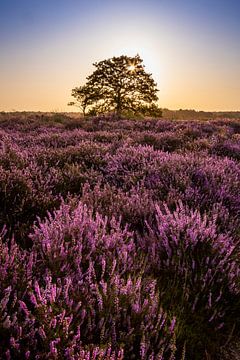 Lever du soleil sur la lande de Regte dans le Brabant sur Evelien Oerlemans