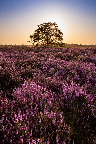 Zonsopkomst op de Regte Heide in Brabant van Evelien Oerlemans