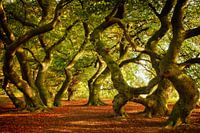 Tanzende Bäume | Dansende Bomen