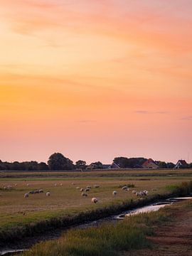 Sonnenaufgang mit Schafen und orangefarbenem Himmel auf Texel von Teun Janssen