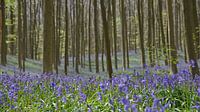 Blauwe hyacinten in het Hallerbos van Barbara Brolsma thumbnail