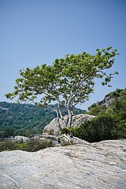 Wild serenity on the Thai coast by Frank Photos