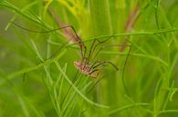 Harvestmen - Opilio canestrinii by Moetwil en van Dijk - Fotografie thumbnail