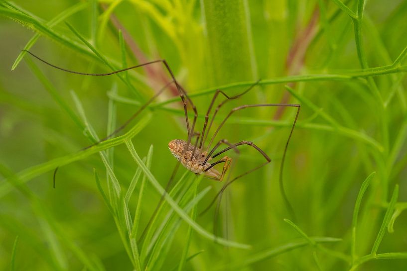 Harvestmen - Opilio canestrinii by Moetwil en van Dijk - Fotografie