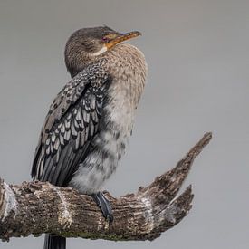 Graceful African Dwarf Cormorant on branch by Lex van Doorn