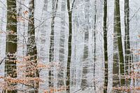 Winterwonderland