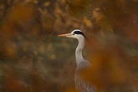 Reiger doorkijkje