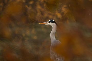 Heron vista by Steffie van der Putten