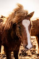 Ijslands paard