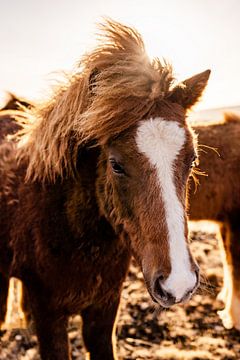 Ijslands paard van VeraMarjoleine fotografie