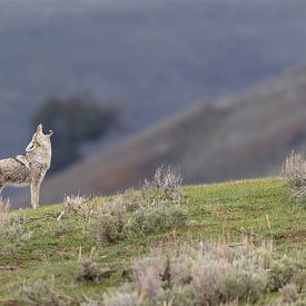 Heulender Kojote im Yellowstone-Nationalpark von Dennis en Mariska