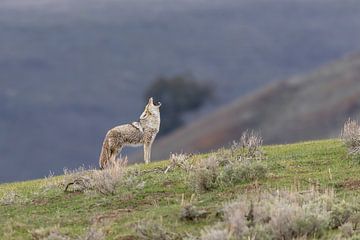 Heulender Kojote im Yellowstone-Nationalpark