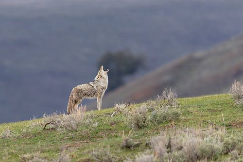 Huilende coyote in Yellowstone National Park van Dennis en Mariska