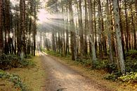 Zonnestralen door de bomen in het bos van Bert Broer thumbnail