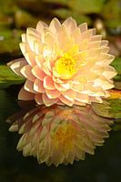 Water lily with water reflection
