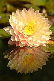Nénuphar avec reflet dans l'eau