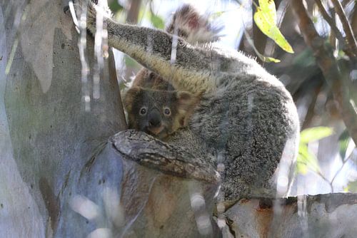 Een wilde Koala en zijn baby zittend in een boom Queensland Australië