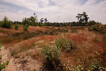 Rode Heide Landschap Loonse en Drunense Duinen van Deborah de Meijer