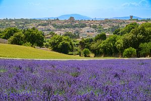 Blick auf Valensole mit blühendem Lavendel in der Provence