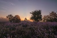 Magische zondsopgang met zonneharpen door de bomen en een bloeiende heide