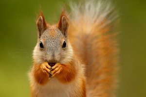 Porträt eines roten Eichhörnchens (Sciurus vulgaris)