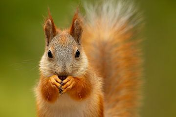 Portrait of a Red squirrel (Sciurus vulgaris) by Chris Stenger