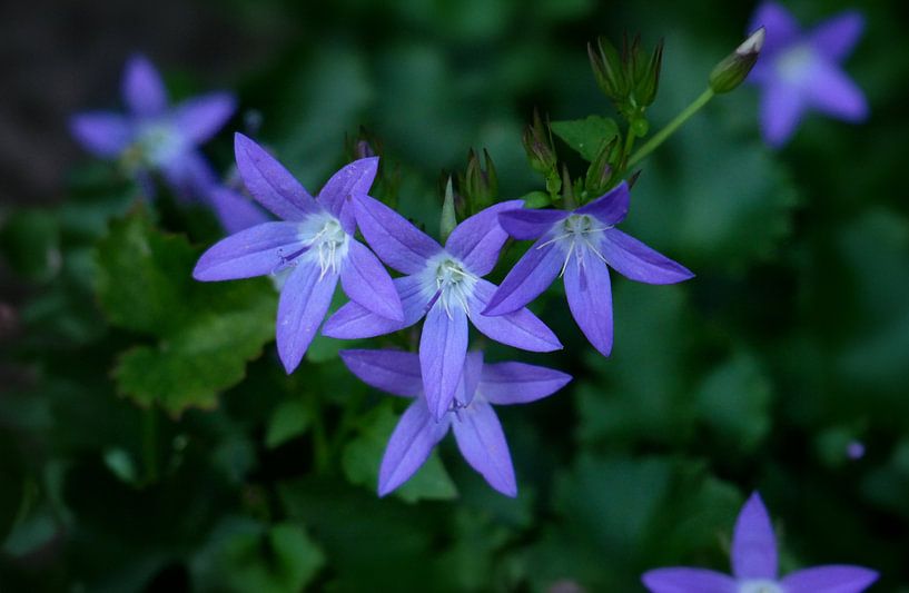 Campanula by Marèl Katier