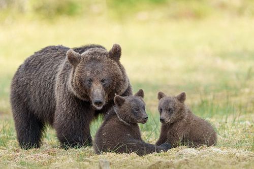 Beer met cubs