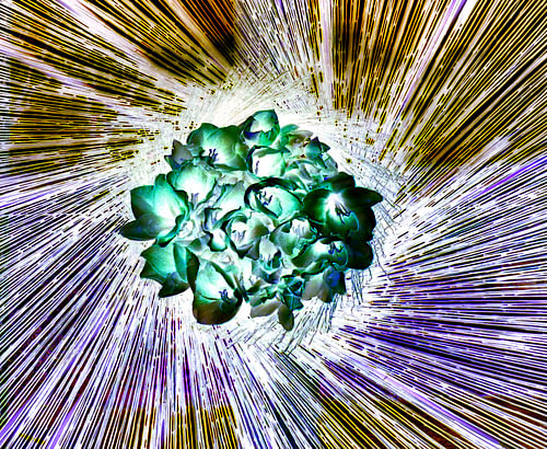 Bloemen
