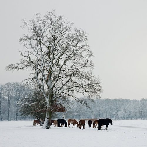 Paarden in Sneeuw