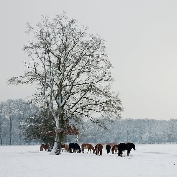 Paarden in Sneeuw by Harld Roling