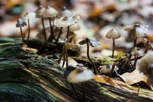 De herfst in volle gang
