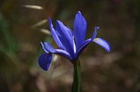 Bloesem Iris Iris