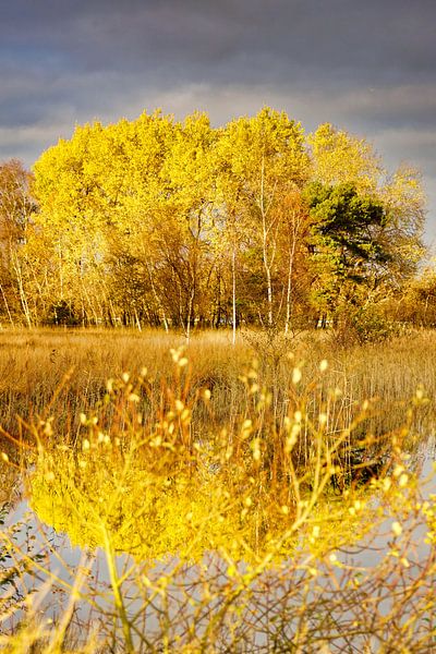 In full light by Cor Woudstra