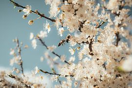 Cherrybee von thePhilograph