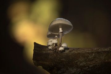 Automne, champignons en porcelaine brillante sur un hêtre mort
