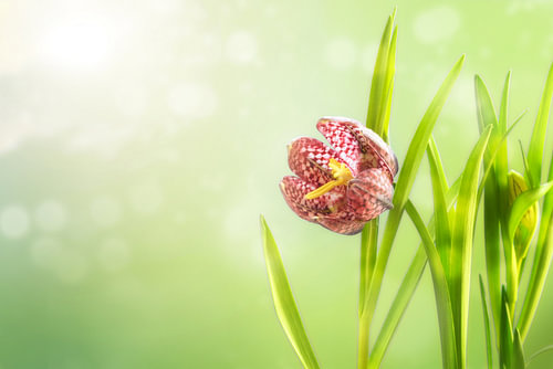 Schlangenkopf-Fritillar (Fritillaria meleagris) oder karierte Narzisse, Blume und Blätter vor verein
